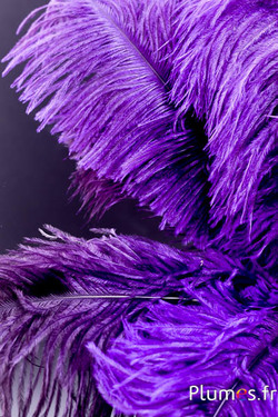 Autruche - 30-40 cm - gris naturel-violet